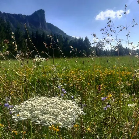 Nocksteinblick * Koppl